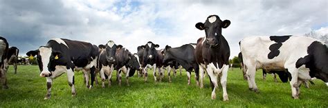 Holstein Fries .